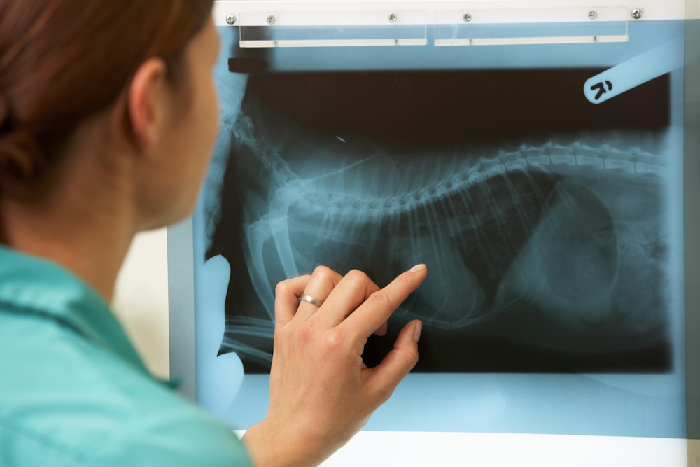 Рентген для тварин