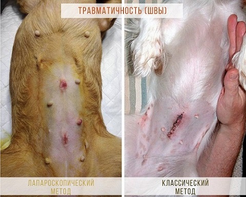 Лапароскопия у животных в Киеве, лапароскопическая стерилизация кошек и  собак цена