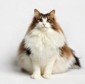 Толстый кот – это красиво?